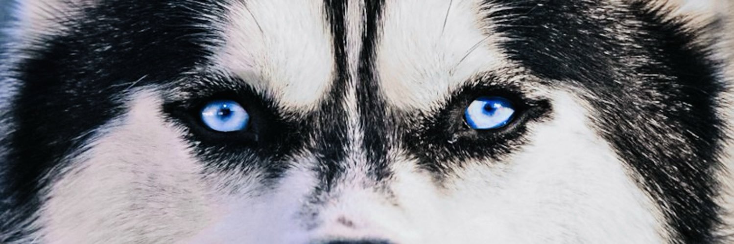 Nik Kessel's banner