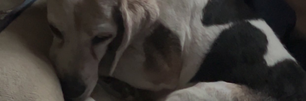 LxckTV's banner
