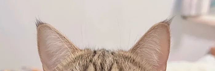 c's banner