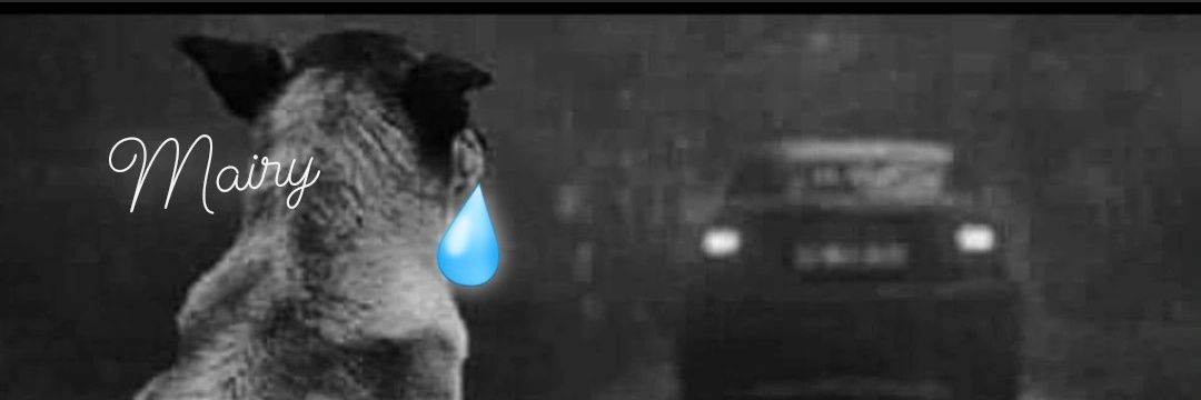 🕊️ Mairy 🐕🐾's banner