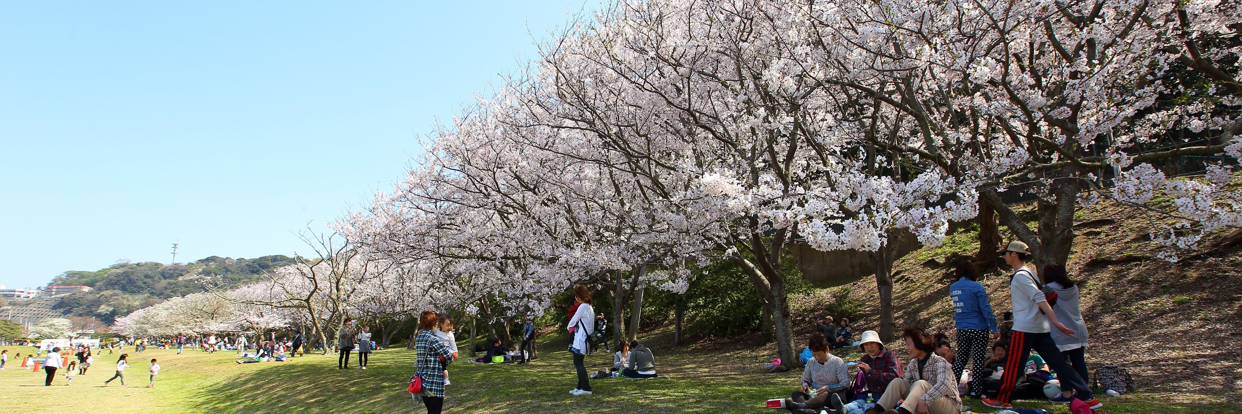 横須賀市観光情報's banner