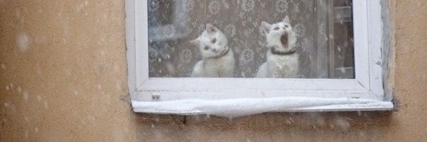fâni's banner