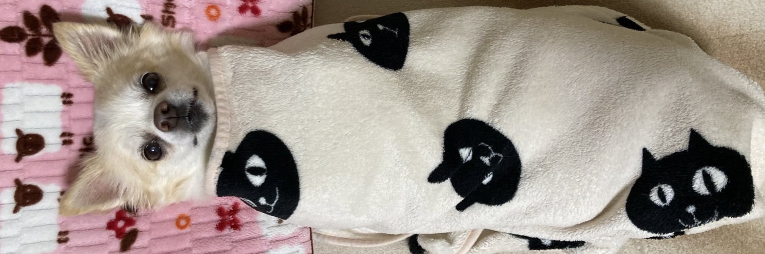 デカチワワ　そらお's banner