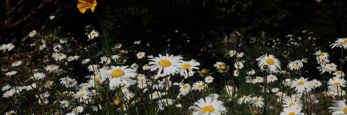 lif 🌼's banner