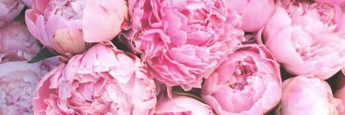 Amy Knott's banner