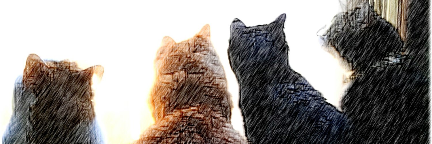 和泉タカト🐾多頭崩壊レスキュー中🙇‍♂️'s banner