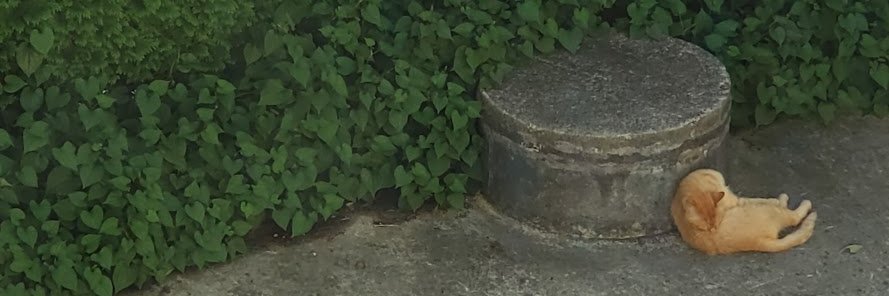 ふるふる's banner