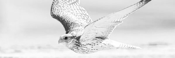 خالد 🦅's banner