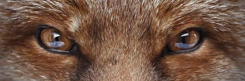 mahsa_sbt's banner