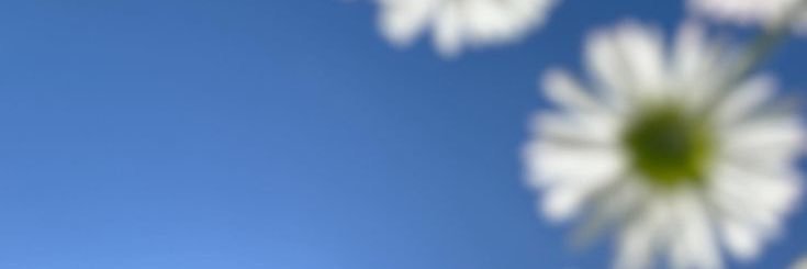 春茶's banner