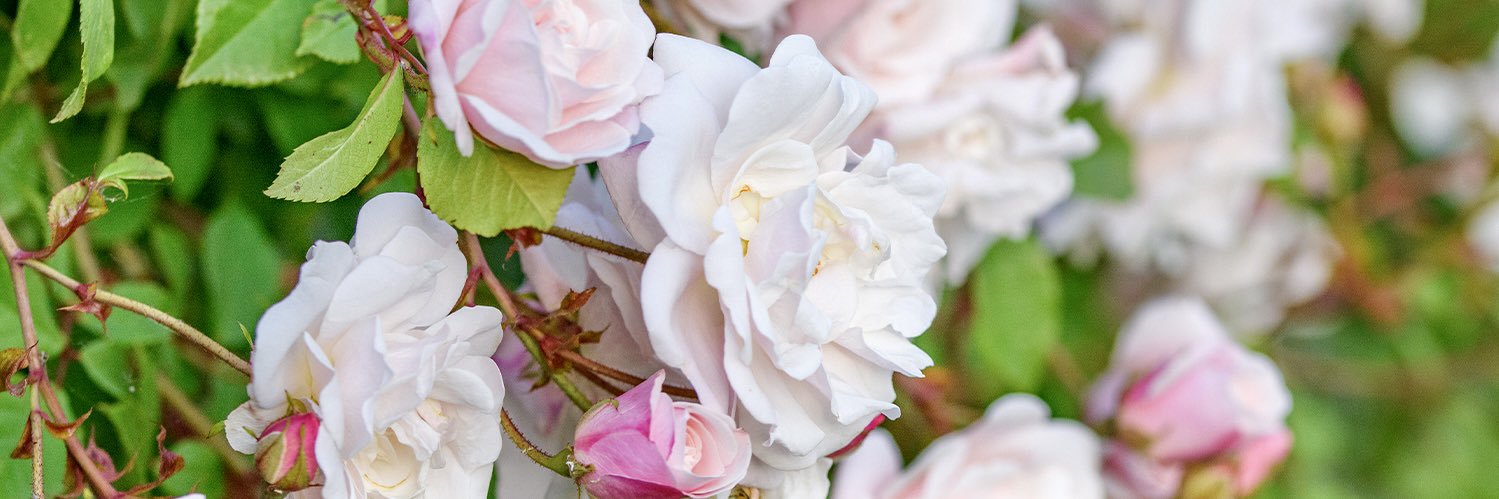 VenetiaJane's Garden's banner