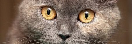 Кошачье Царство 🐈‍⬛🐈‍⬛🐈‍⬛🐈‍⬛🐈‍⬛'s banner