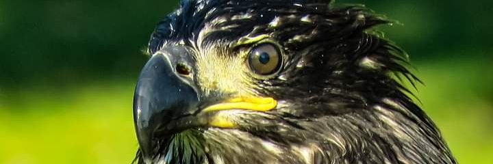 Brad Wildlife Photographer's banner