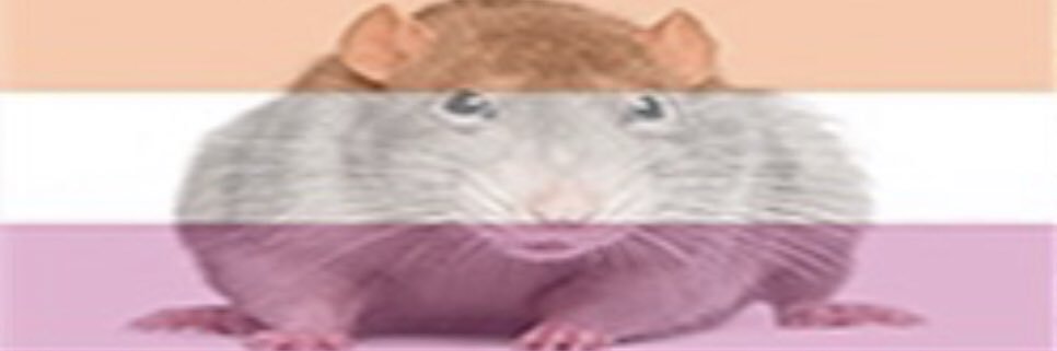 Lo ⚢'s banner