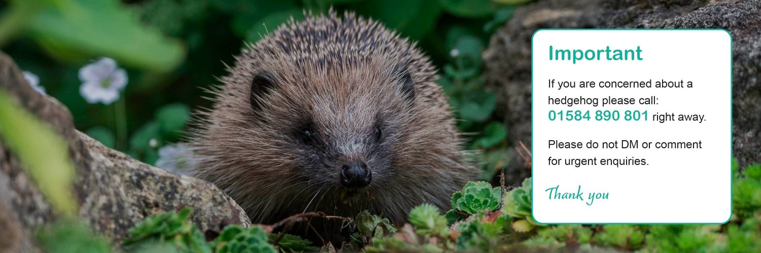 Hedgehog Society's banner