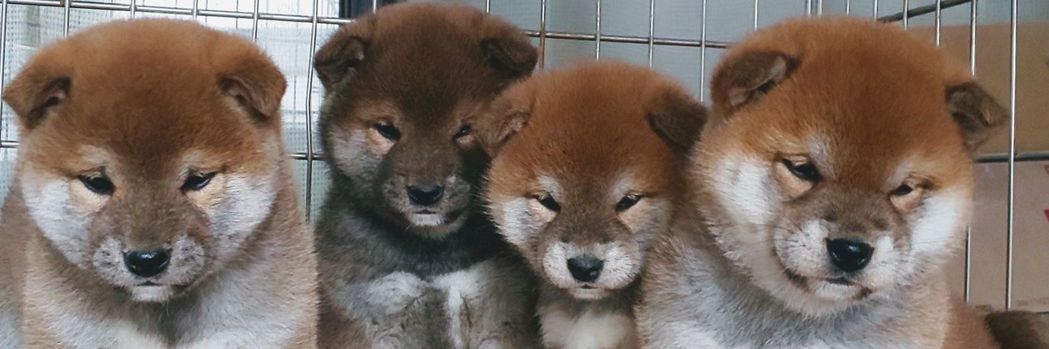 柴犬専門！海田犬舎（日本犬保存会）'s banner