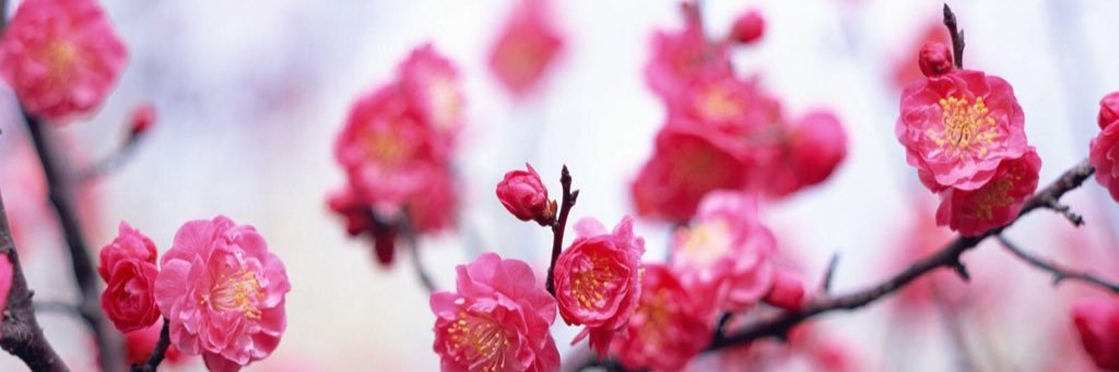 🍃🌸蔷🌹薇🌸🍃's banner