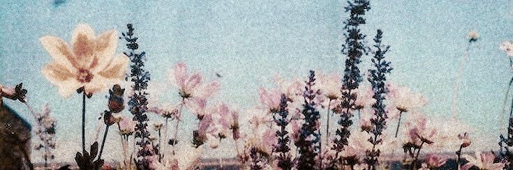 𝐬𝐨𝐩𝐡𝐢𝐞 ❀*̥˚'s banner