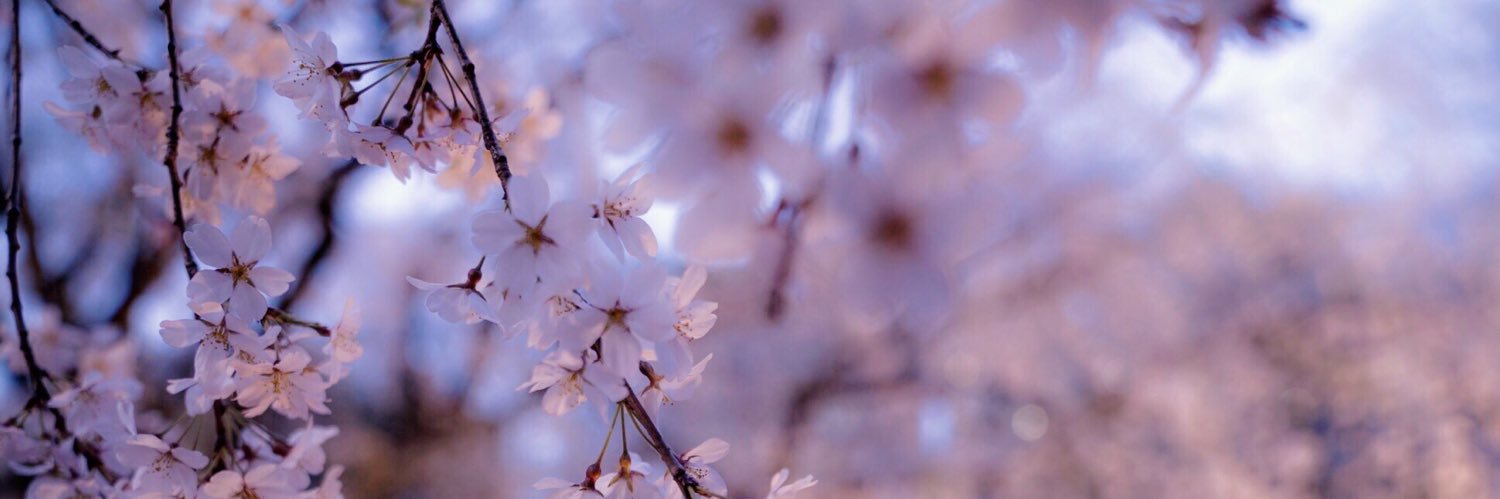 haquka（はくか）'s banner