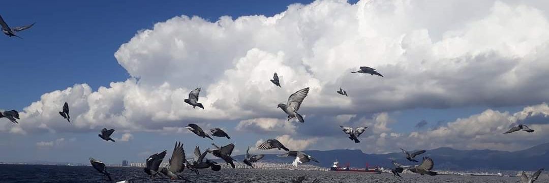 evrim çakır's banner