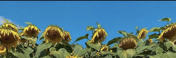 𝙥𝙞𝙚's banner