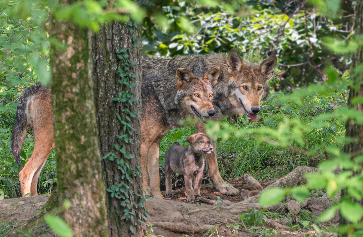 EndangeredWolfCenter's banner