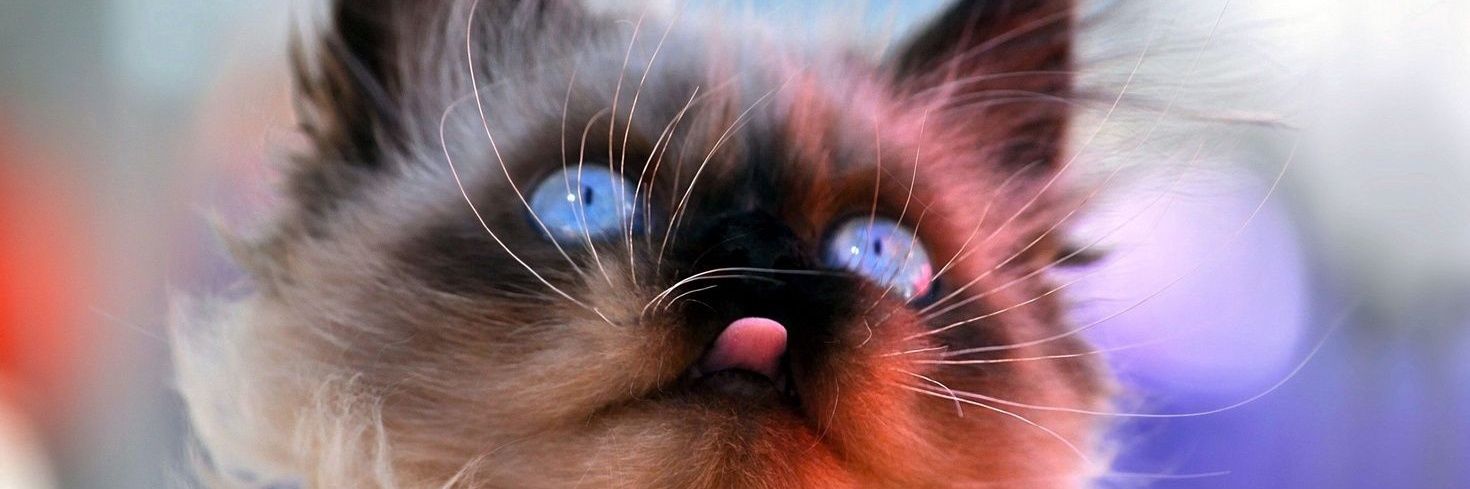 ELENA MURATOVA 🇷🇺❤️☯️♊🐍🐘🐈🦉🦜's banner