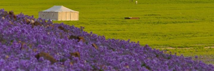 حامد الوهبي الشمري 🇸🇦's banner
