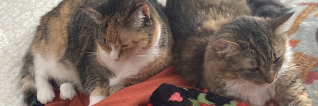 pretzel & biscuit 🥨🍪's banner