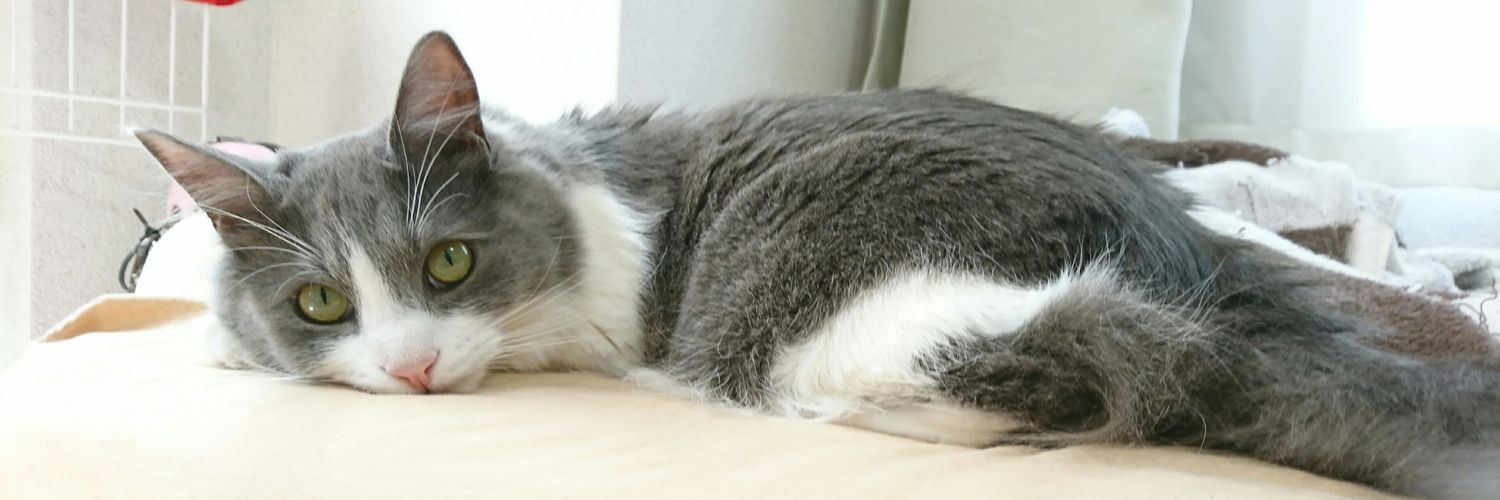 いーくん🐱's banner