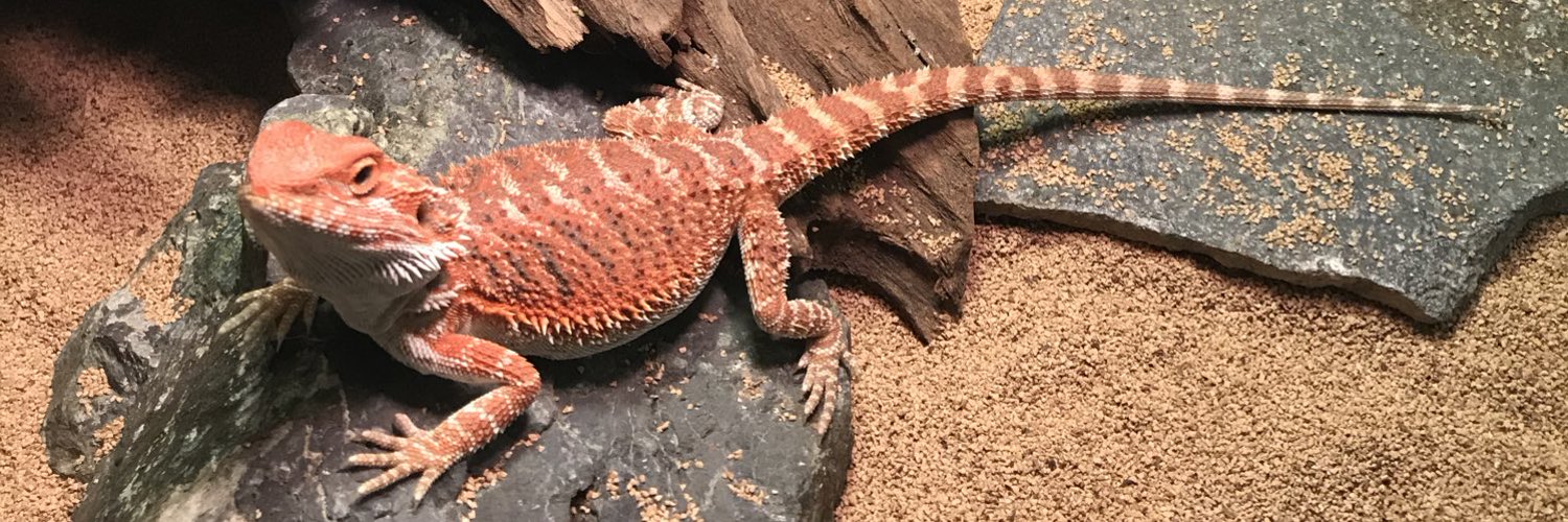 アド🦎's banner