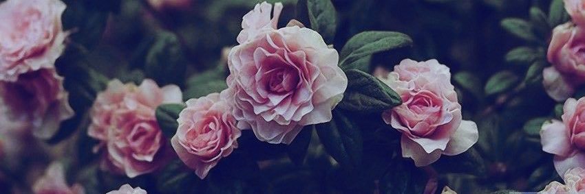 ~ D 🌸's banner