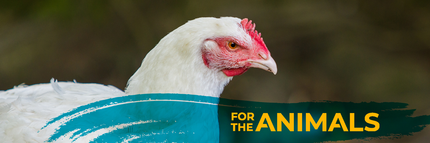 The Humane League UK's banner