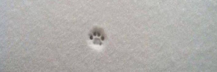 The Cats 𝕏's banner
