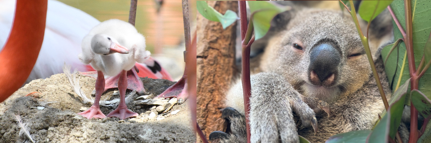 神戸市立王子動物園（公式）'s banner
