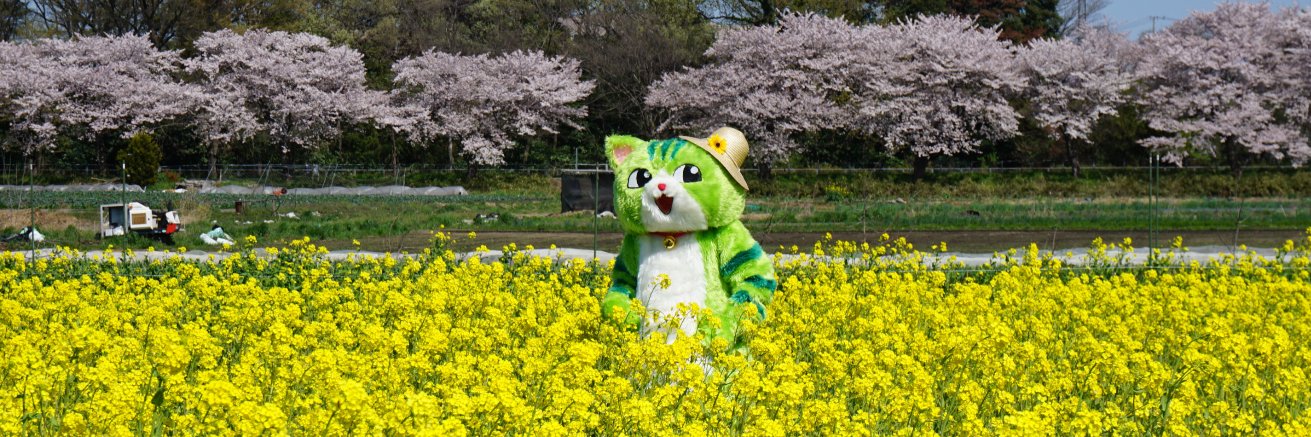 のらねこくん's banner