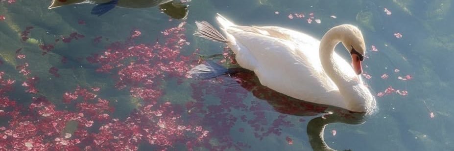 Swan 🦢💕's banner