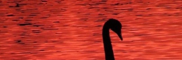 Swan 🦢's banner
