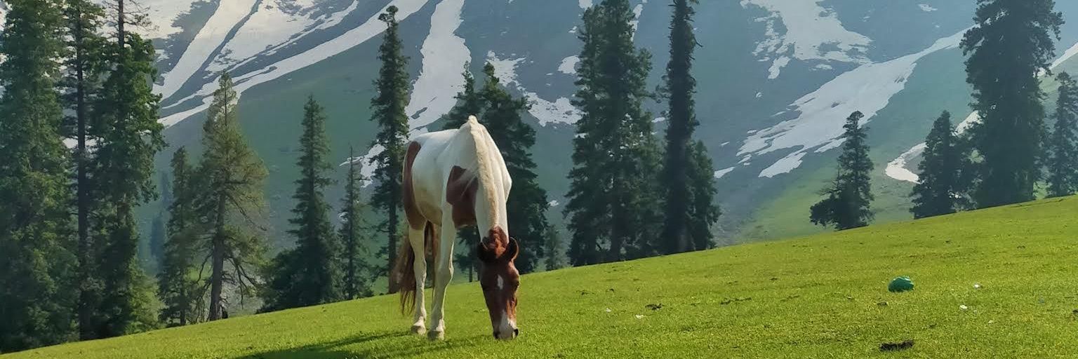 zahir Majeed's banner