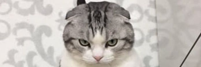 やっぱり猫が好き's banner