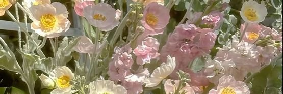 شهد 🍯's banner