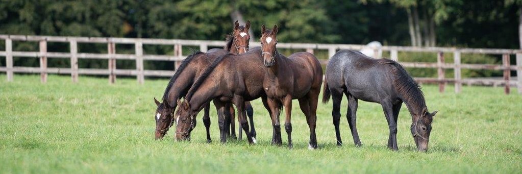 Cheveley Park Stud's banner