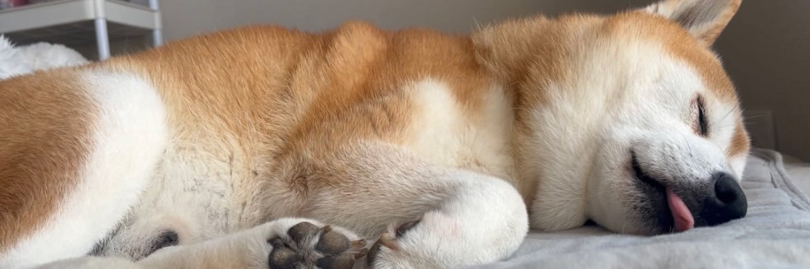 大 塚 桃 子🍑's banner
