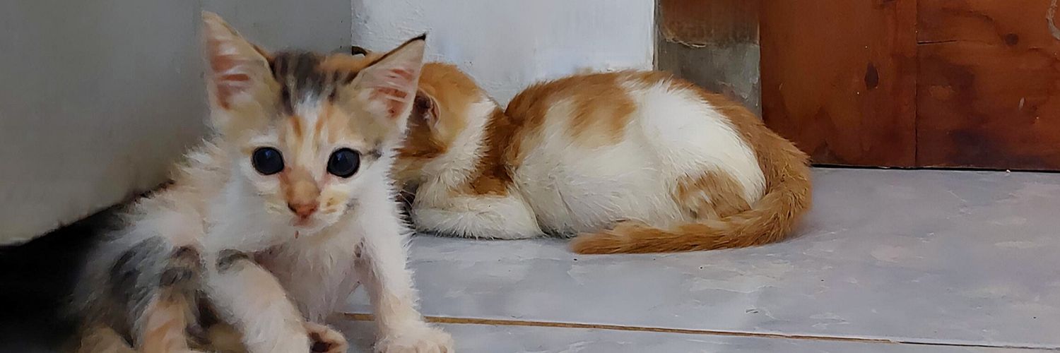 cimiw 🐈's banner