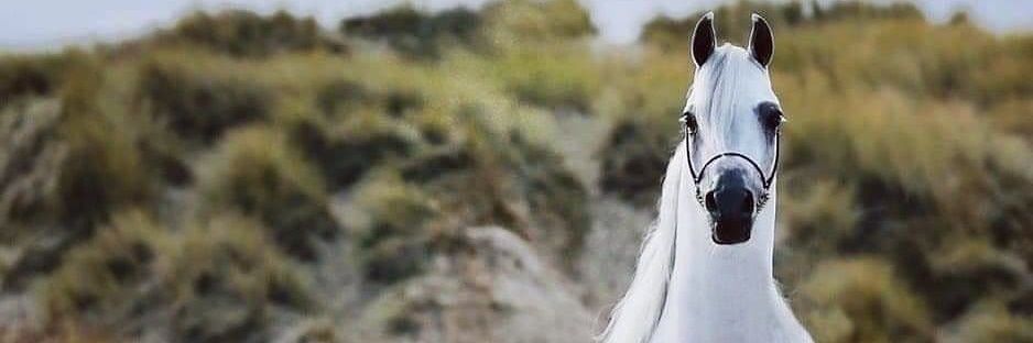 فتـى الجبـــل's banner