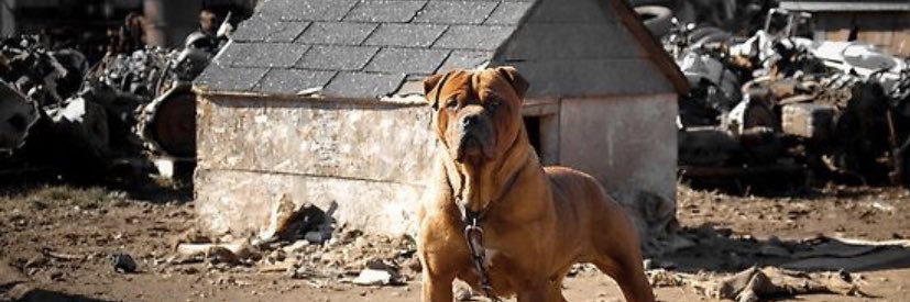 Waymond Jordan Jr. The Junk Yard Dog🐺's banner