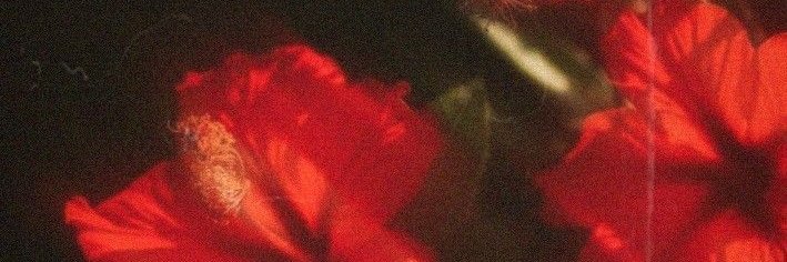 bee 🌺's banner