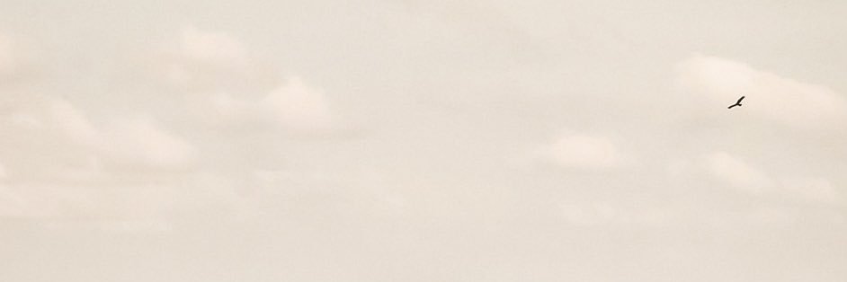 a.'s banner