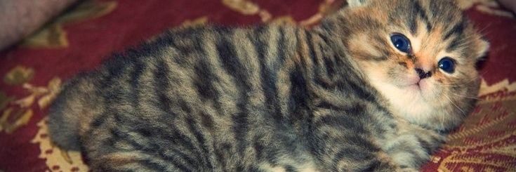muta's banner