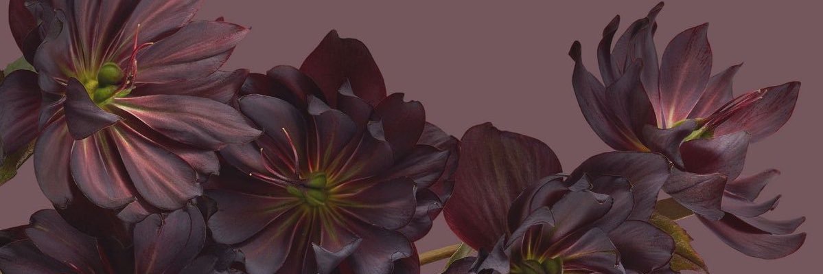 maeve's banner